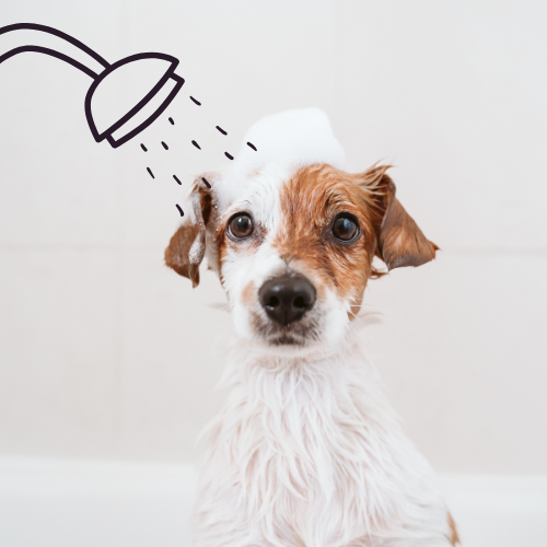 Hunde Pflege beim Fellwechsel